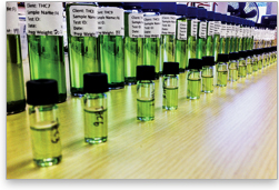 Residual Solvent Analysis: Ensuring the safety of cannabis extracts